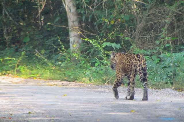 Tras decreto del APFF Jaguard de Quintana Roo, México cuenta con 185 Áreas Naturales Protegidas
