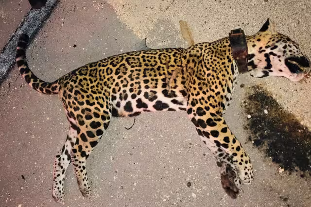 Era una hembra felina, que en su vida tuvo al menos cuatro cachorros.