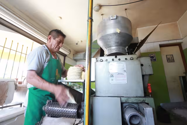 Desde febrero, en México está prohibido el consumo humano de maíz transgénico