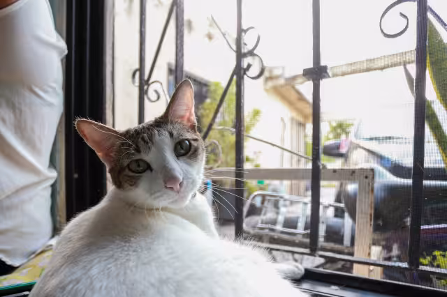 Sergio Herrera Mejía, Presidente del Colegio Mexicano de Veterinarios Zootecnistas de Quintana Roo, pidió verificar si la clínica donde atienen a las mascotas, tiene los permisos para dar el servicio