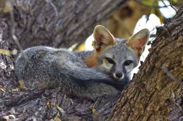 El zorro gris es un animal pequeño, pero muy hábil para conseguir comida y refugio