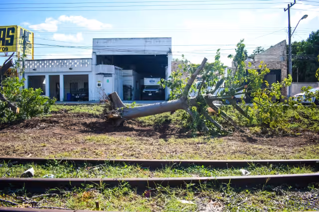 De acuerdo con la SDS, los ejemplares serán reubicados