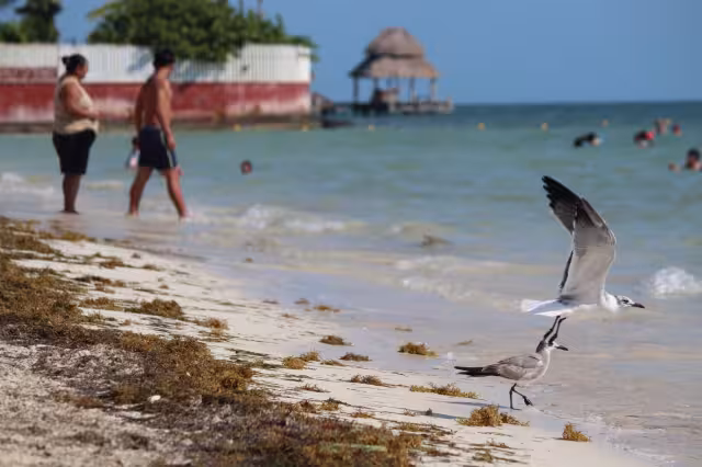 Playa del Niño es uno de los arenales que presenta mayor acumulación de macroalga
