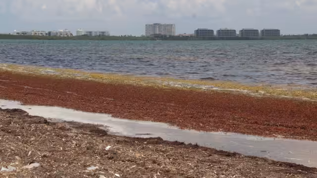 La cantidad de sargazo es mucha y las playas se pintan de café