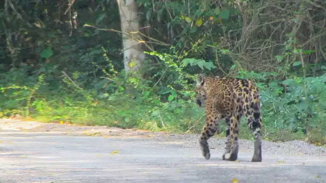 Tras decreto del APFF Jaguard de Quintana Roo, México cuenta con 185 Áreas Naturales Protegidas