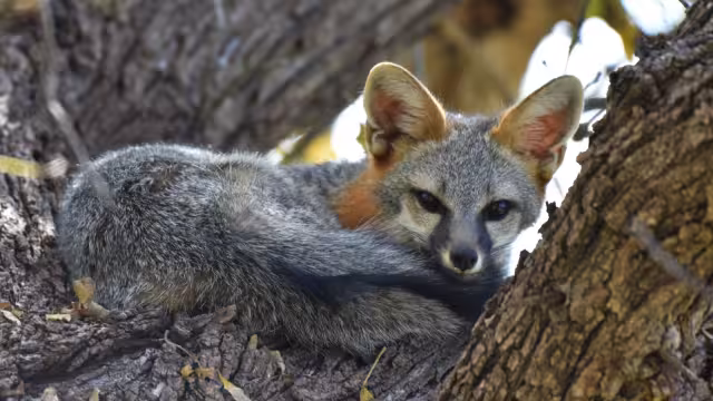El zorro gris es un animal pequeño, pero muy hábil para conseguir comida y refugio