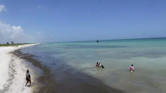 El alga puede ser a causa de la marea roja