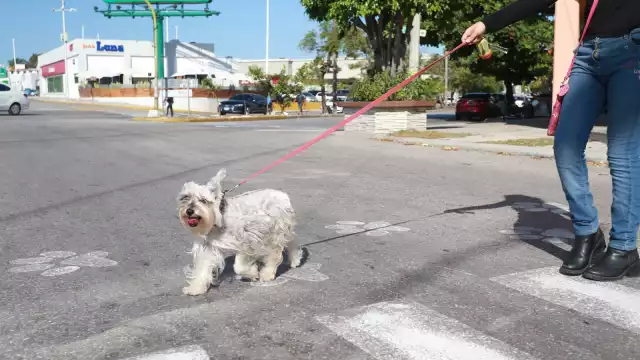 Cancunenses aprovechan cruzar con sus perros en zonas marcadas
