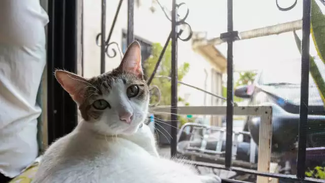Sergio Herrera Mejía, Presidente del Colegio Mexicano de Veterinarios Zootecnistas de Quintana Roo, pidió verificar si la clínica donde atienen a las mascotas, tiene los permisos para dar el servicio