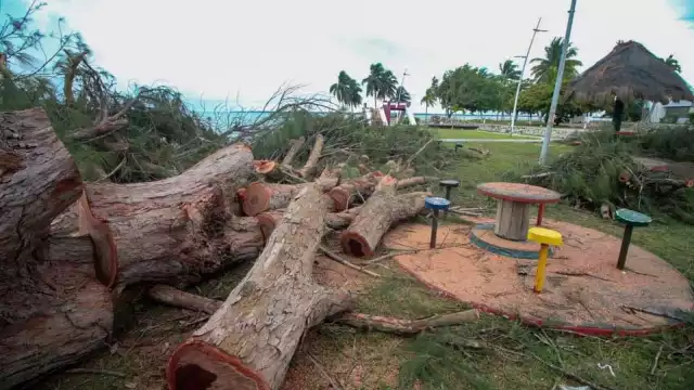La Procuraduría de Protección al Ambiente de Quintana Roo tiene pendiente la invstigación sobre la tala de árboles en Chetumal