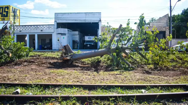 De acuerdo con la SDS, los ejemplares serán reubicados