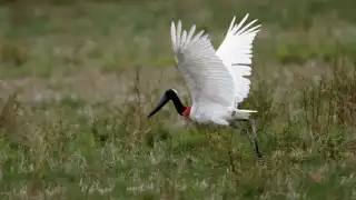Con más de dos metros de largo, la envergadura de esta cigüeña es una de las más grandes del mundo