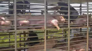 La contaminación a los cenotes se debe a que diluyen las excretas y las están inyectando al manto freático