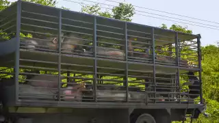 El nivel de contaminación del agua por la industria porcina ha afectado cuatro demarcaciones que están en condiciones críticas