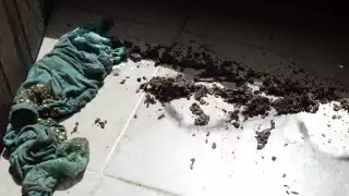 El problema de las cochinillas se agravó ante el inicio de las lluvias