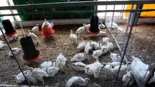 La SSY recordó a la población que no corre riesgo por el consumo de la carne, ya que el contagio del virus se da únicamente con el animal vivo y no ya procesado