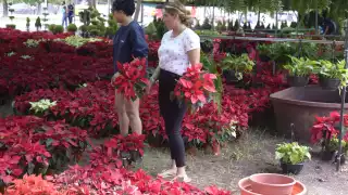 Flor de Nochebuena: ¿Por qué en Yucatán no se puede cultivar esta planta navideña?