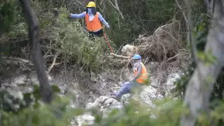 Yucatán perdió más de 400 mil hectáreas de áreas verdes: Global Forest Watch