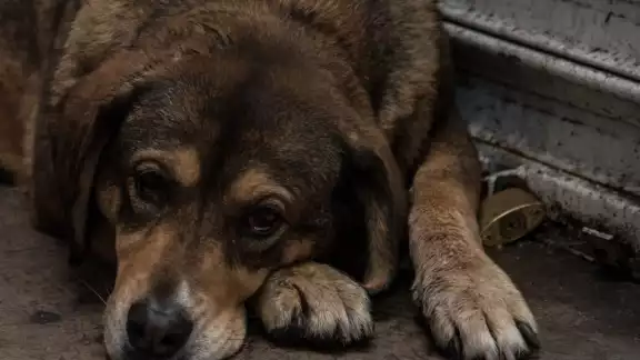 Así es como puedes cuidar a tus mascotas