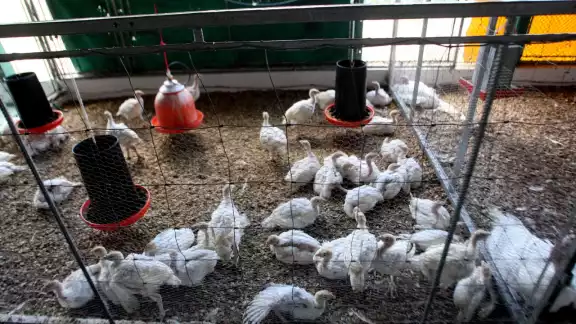 La SSY recordó a la población que no corre riesgo por el consumo de la carne, ya que el contagio del virus se da únicamente con el animal vivo y no ya procesado