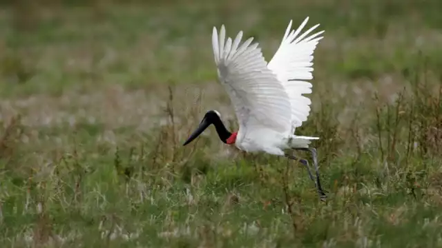 Con más de dos metros de largo, la envergadura de esta cigüeña es una de las más grandes del mundo