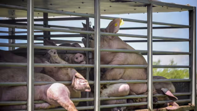 Los habitantes de Sitilpech tienen miedo que los niños se enfermen por culpa de las granjas