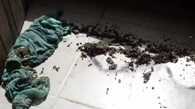 El problema de las cochinillas se agravó ante el inicio de las lluvias