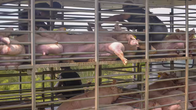 La contaminación a los cenotes se debe a que diluyen las excretas y las están inyectando al manto freático