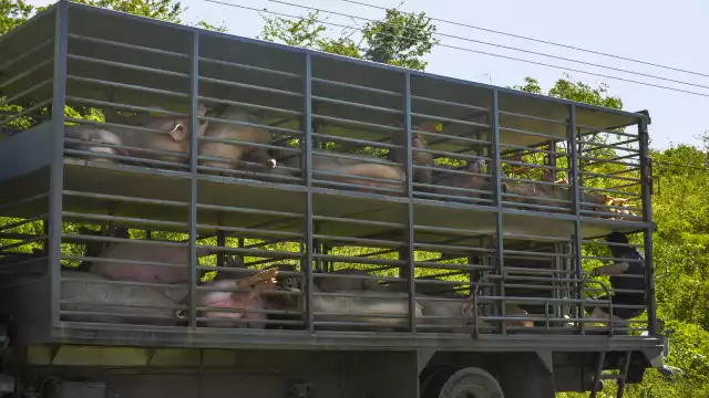 El nivel de contaminación del agua por la industria porcina ha afectado cuatro demarcaciones que están en condiciones críticas