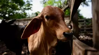 Yucatán  acumula 306 casos de gusano barrenador durante 2025