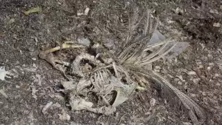 Sacrifican animales en Playa Coral de Cancún