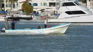 Para abrir la temporada debe haber 50 especímenes de pepino de mar por hectárea. En algunos casos, sólo se han registrado 11