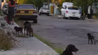 Activista afirmó que en los delitos contra la fauna se debe aplicar todo el peso de la ley.