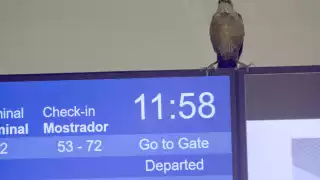 El "travieso amigo" realizó recorridos por toda la terminal