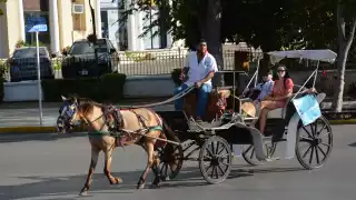 En la actualidad existen cerca de 22 calesas y al día laboran 16, es decir ocho por turno.