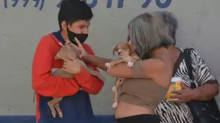 Entre las soluciones que se le ha planteado a la autoridad municipal, es la de un censo masivo de animales y sus dueños