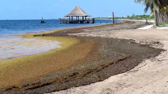 Cuadrillas recolectoras de sargazo, brillan por su ausencia en Playa Coral Cuadrillas recolectoras de sargazo, brillan por su ausencia en Playa Coral