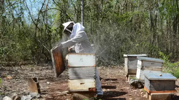 Fueron 906 toneladas de miel producida hasta noviembre del 2021 en Yucatán, cifra más alta registrada en 11 años Fueron 906 toneladas de miel producida hasta noviembre del 2021 en Yucatán, cifra más alta registrada en 11 años