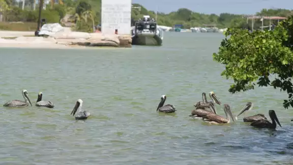 El crecimiento de la mancha urbana hacia la costa afecta a todas las aves El crecimiento de la mancha urbana hacia la costa afecta a todas las aves