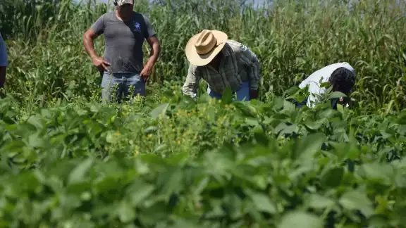 Campesinos pidieron químicos con glisofato para atender las plagas en sus parcelas