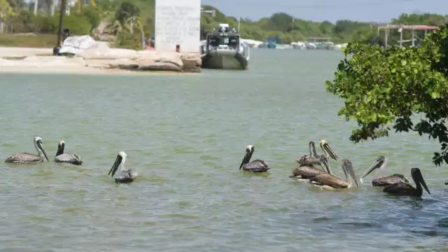El crecimiento de la mancha urbana hacia la costa afecta a todas las aves