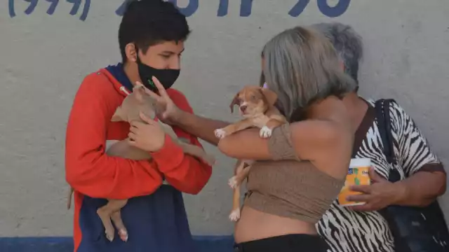 Entre las soluciones que se le ha planteado a la autoridad municipal, es la de un censo masivo de animales y sus dueños