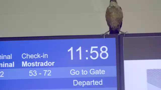 El "travieso amigo" realizó recorridos por toda la terminal