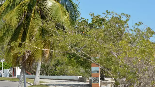 Autoridades ambientales realizarán estudios para determinar la causa de la muerte