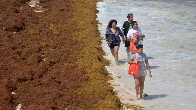 Algunos bañistas saltan las barreras del sargazo en la arena para llegar al mar en algunas playas de Quintana Roo