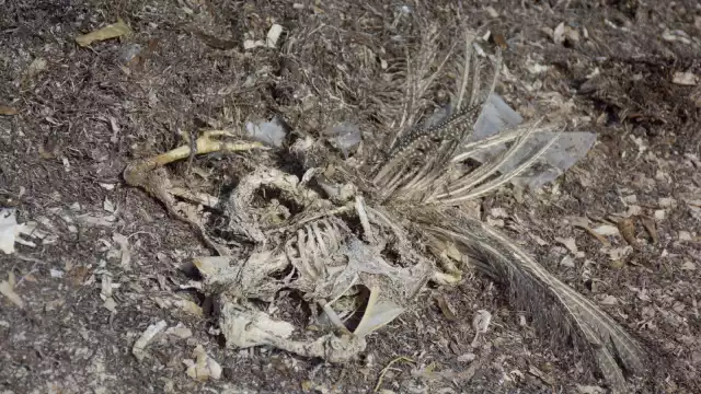 Dejan los restos de los animales sacrificados en la arena