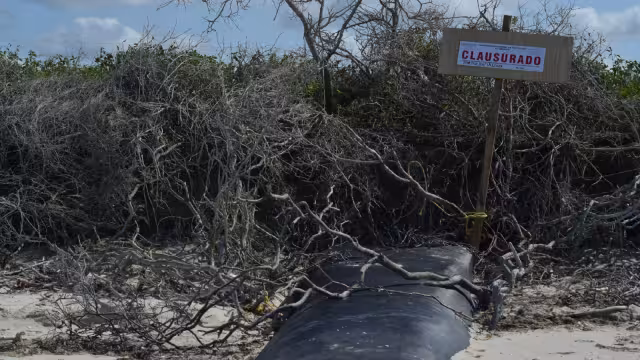Los geotubos fueron clausurados
