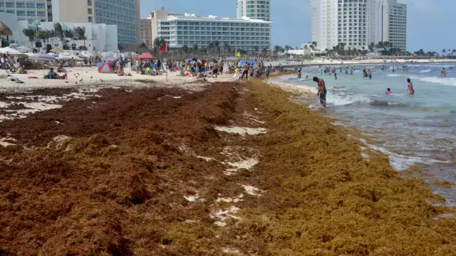 La Semar, desde 2019, labora en el combate del sargazo en Quintana Roo, pese a que en 2021, debido a la pandemia por COVID-19 no recibió recursos