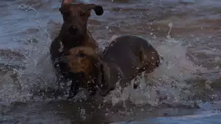 Perritos salchicha sorprenden a bañistas en Playa Coral de Cancún: FOTOS