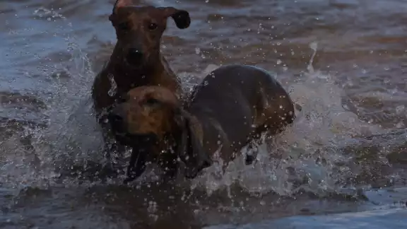 Cabe destacar que durante este año pocas veces se ha visto a tantos perritos en esta playa